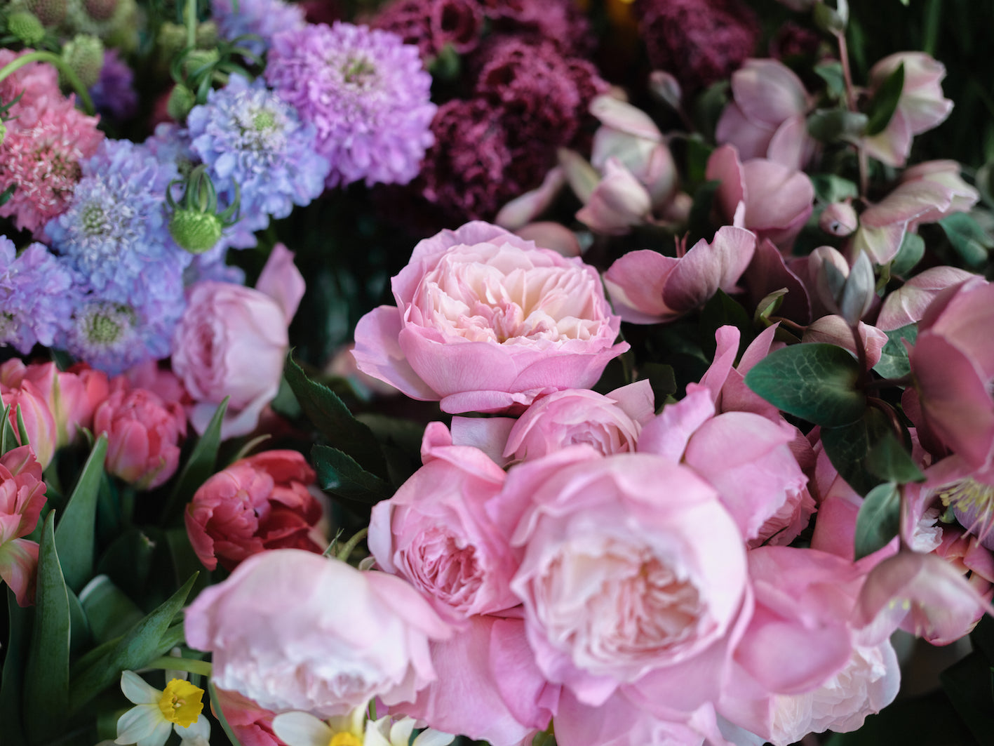 Flores y Plantas