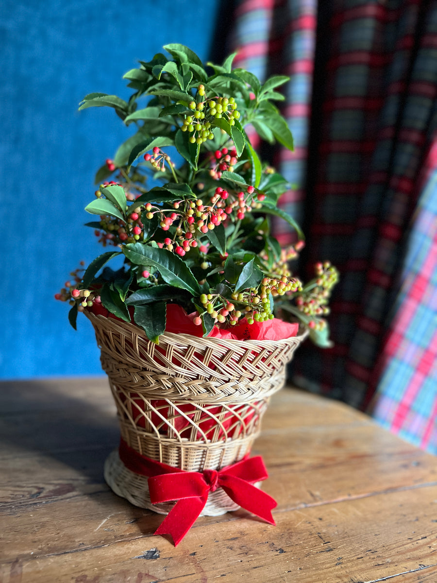 Ardisia en Cesta de Mimbre - M