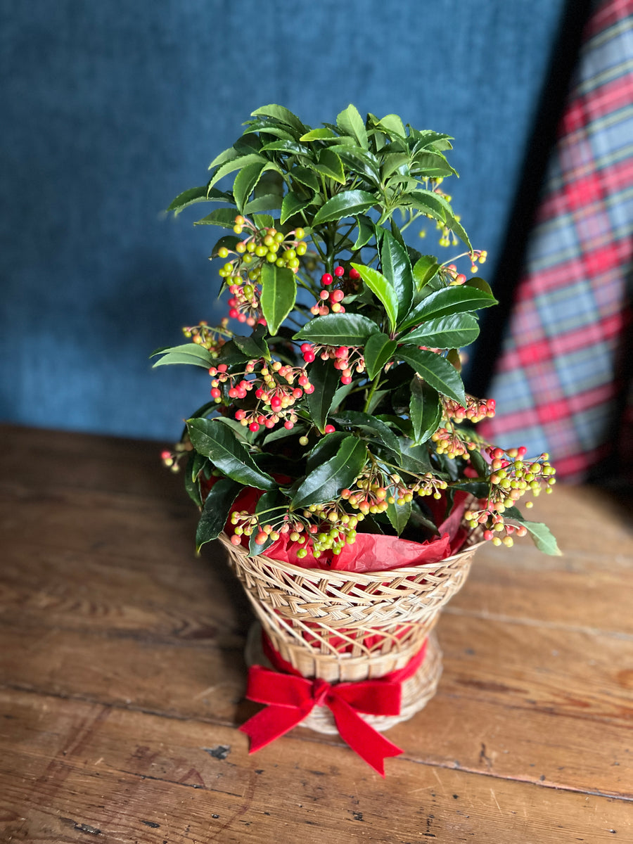 Ardisia en Cesta de Mimbre - M