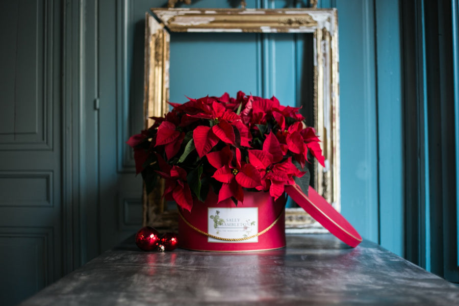 Sombrerera roja con flor de pascua- L